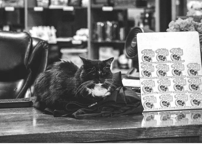Cat sitting on the Hotel lobby